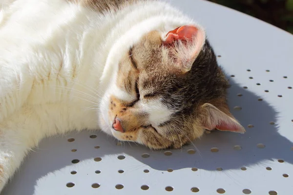 Gato durmiendo en un jardín —  Fotos de Stock