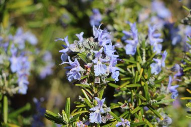 Biberiye bitki Bahçe