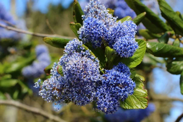 Ceanothus modré květy — Stock fotografie