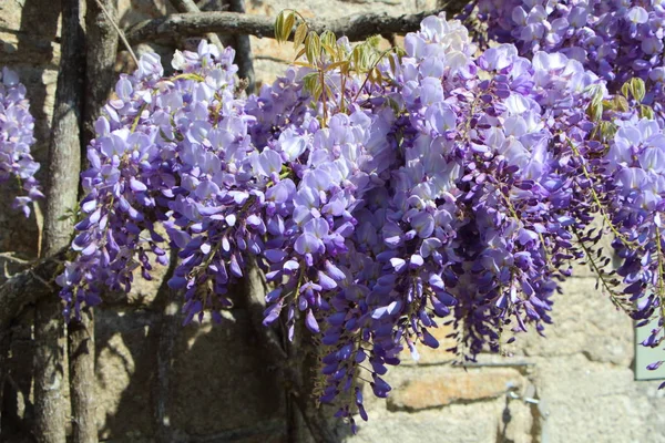 Mor Wisteria çiçek — Stok fotoğraf