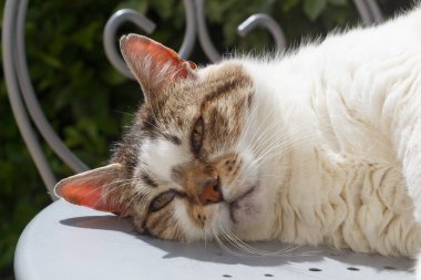 Bahçede tekir kedi gibi yatıyorsun.