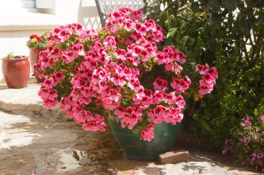 Pembe Sardunya çiçekleri ile ekici