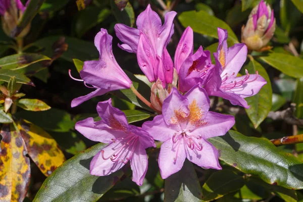 Bahçedeki mor rhododendron çiçekleri