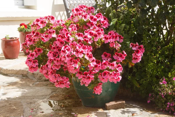 Fioriera con fiori di geranio rosa — Foto Stock