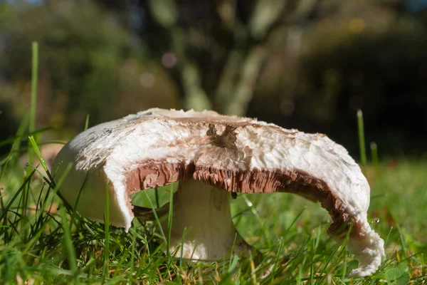 Champignon des champs dans l'herbe — Photo