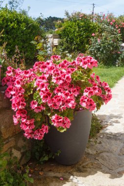 Pembe Sardunya çiçekleri ile ekici