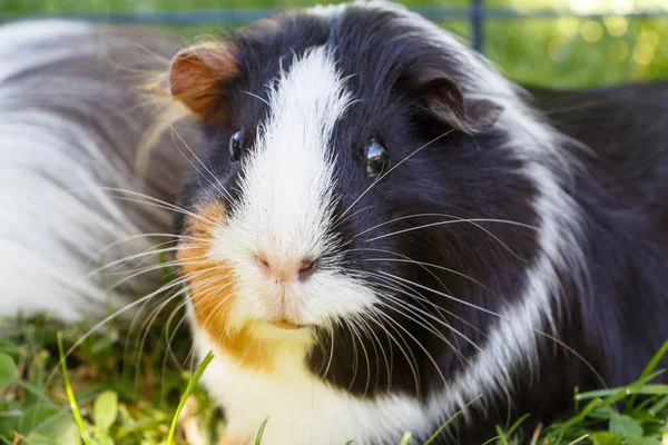 Cavia in gras — Stockfoto