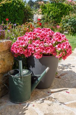 Ekim ve sulama pembe sardunya çiçekleri ile olabilir