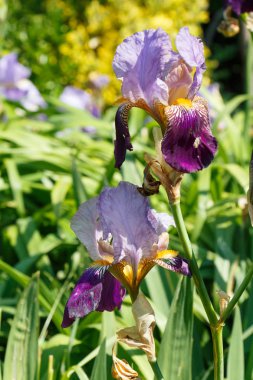 Bahçedeki Iris çiçeği