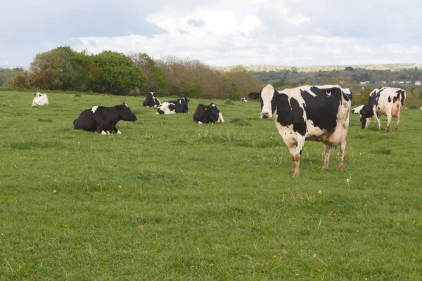 Vacche Holstein in un campo in Bretagna — Foto Stock