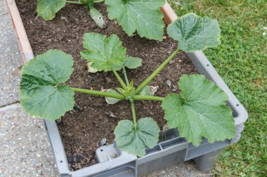 Kabak bitki bir Bahçe