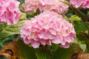 pembe ortanca çiçeği