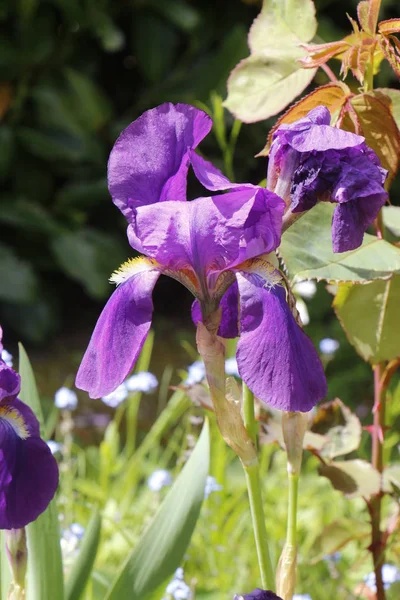 Цветок Ирис в саду — стоковое фото