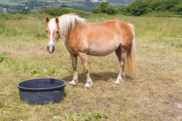 Haflinger póni egy mezőben — Stock Fotó