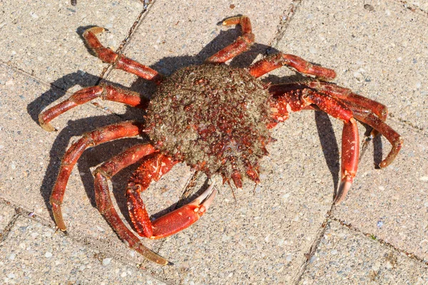 Alive spider crab on pavement — Stock Photo, Image