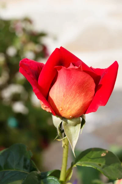 Red rose in a garden — Stock Photo, Image