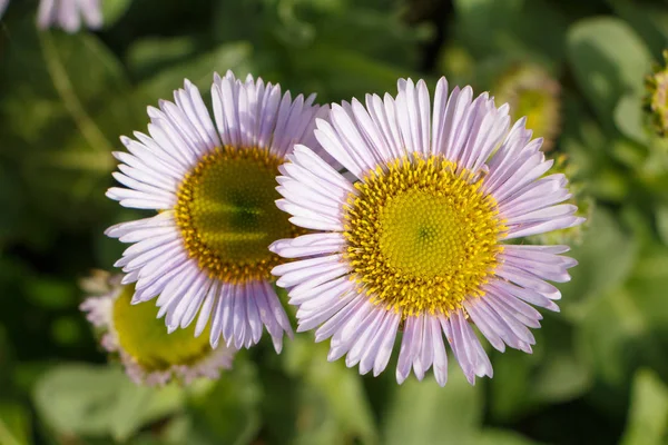 Purple Seaside krisslorna i en trädgård — Stockfoto