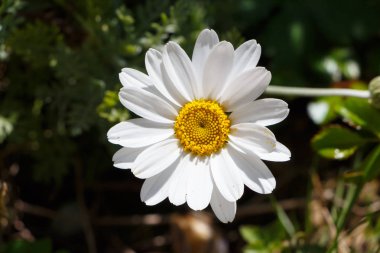 Oxeye papatya beyaz çiçek