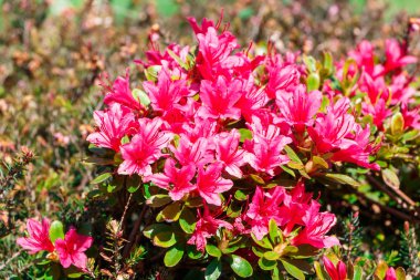 pembe açelya çiçekleri