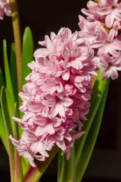 Pink hyacinth flower in a flowerpot — Stock Photo, Image