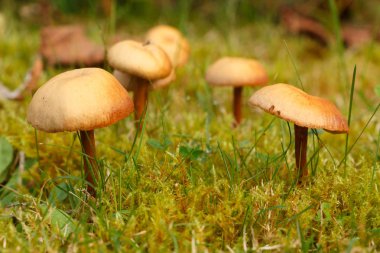 Yosun Çayır biçme makinesi'nın mantar