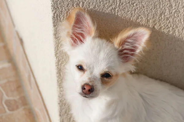 Chihuahua en un jardín —  Fotos de Stock