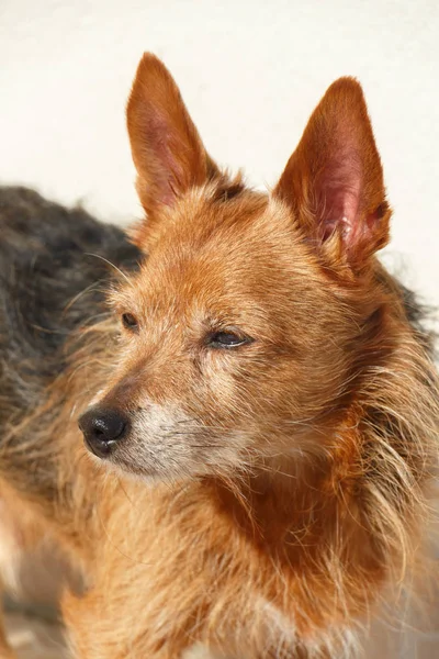 Gemengd ras Yorkshire Terrier in een tuin — Stockfoto