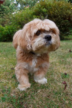 Lhasa Apso köpek bir bahçe içinde