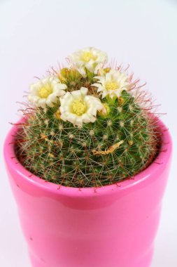 Beyaz çiçeklerle Echinocactus