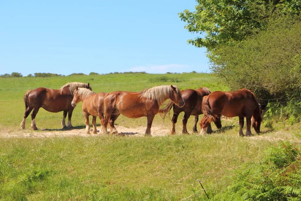 Tulajdonság breton lovak egy olyan területen, Bretagne-ban — Stock Fotó