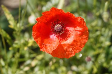 Bahçedeki kırmızı haşhaş