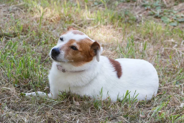Джек Руссель тер'єр собака в саду — стокове фото