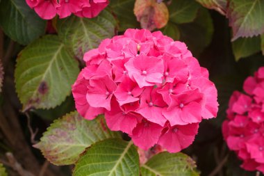 pembe ortanca Çiçek Bahçe