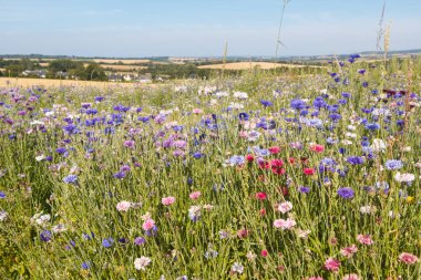 Bir alanda varyasyonlar çiçekler