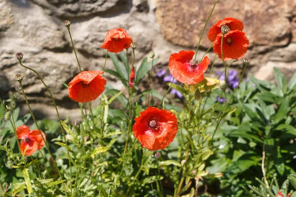 Red poppies in a garden Royalty Free Stock Images
