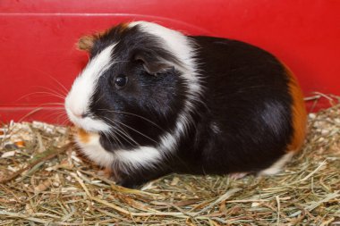 Kafesteki kobay faresi