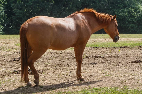 Gesztenye ló egy mezőben — Stock Fotó