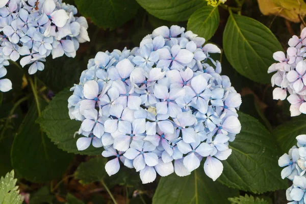 Mavi ortanca Çiçek Bahçe — Stok fotoğraf