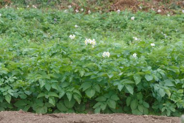 Patates bitkiler Brittany alanında