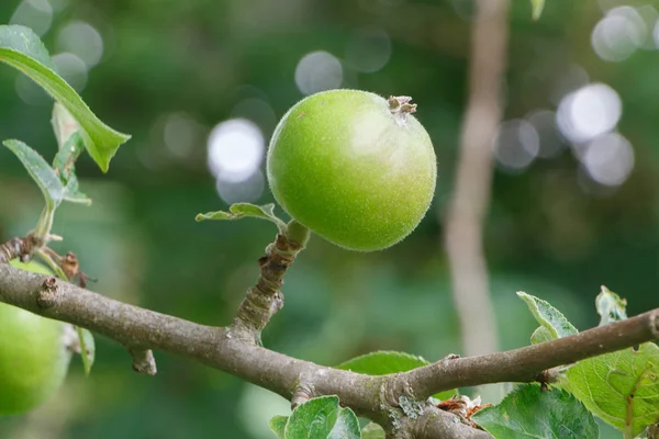 Maduración de la manzana en un manzano — Foto de Stock