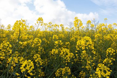 Kanola Brittany alan