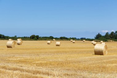 bir alandaki saman balya