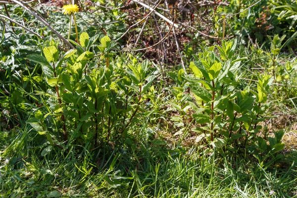 Мятное растение в огороде — стоковое фото