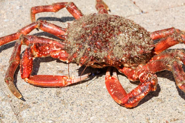 Alive spider crab on pavement — Stock Photo, Image