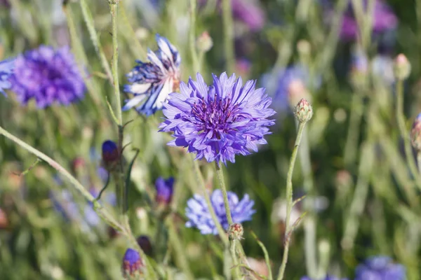 Variazioni fiori in un campo — Foto Stock