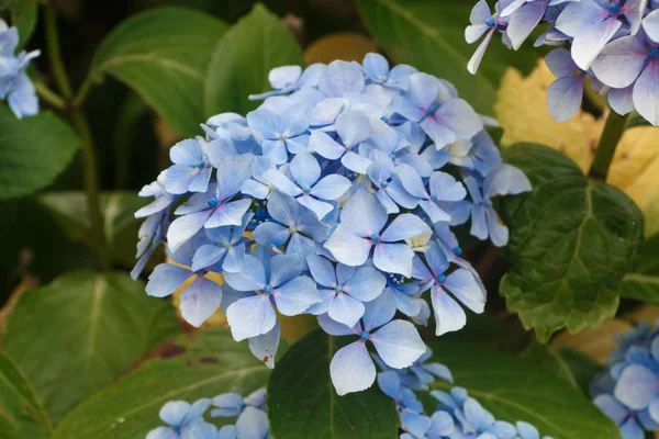 Modré květy hortenzie v zahradě — Stock fotografie