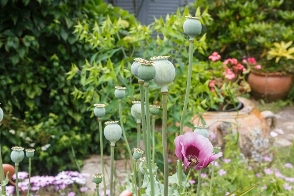 Opium poppy capsules in een tuin — Stockfoto