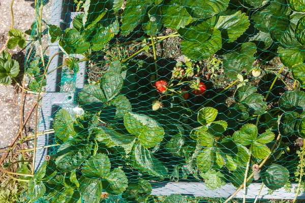 Strawberry tanaman di kebun sayuran — Stok Foto
