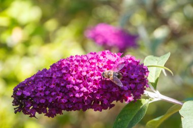 Flowers of butterfly bush and bee clipart