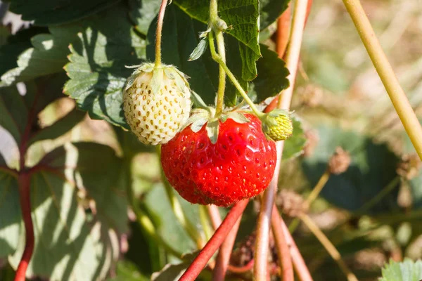 Little strawberry ripening in a vegetable garden — Stock Photo, Image